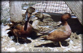 Cinnamon Teal