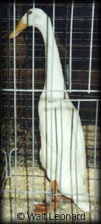 White Indian Runner