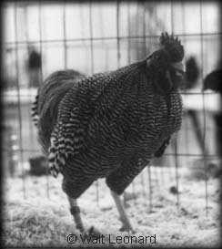 Barred Plymouth Rock
