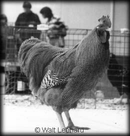 Barred Plymouth Rock