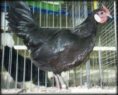Black Hamburg