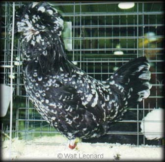 Mottled Houdan