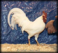 Single Comb White Leghorn