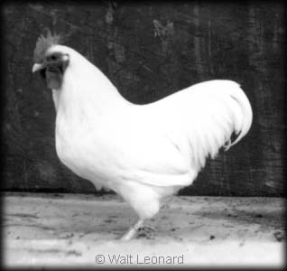 White Plymouth Rock