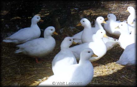 lots of White Calls