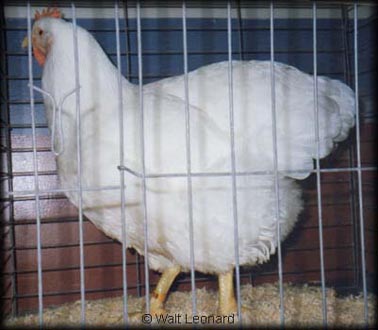 White Plymouth Rock