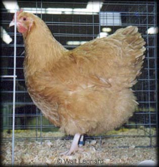 Buff Orpington