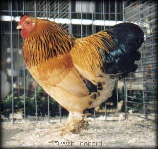 Buff Brahma