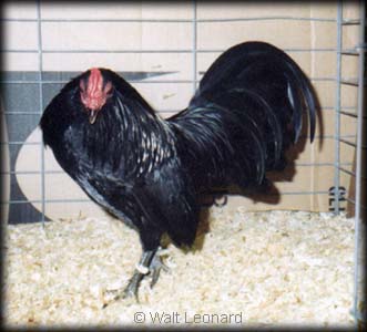 Black Old English Game Bantam