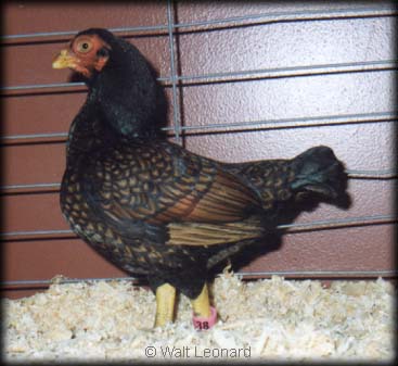 Dark Cornish Bantam