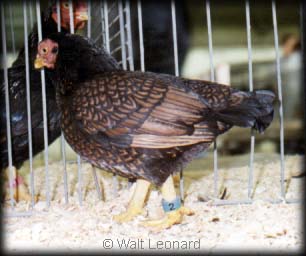 Dark Cornish Bantam