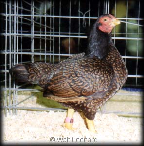 Dark Cornish Bantam