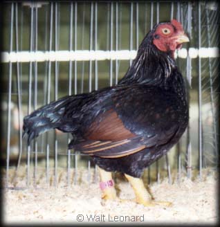 Dark Cornish Bantam