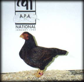 Dark Cornish Bantam