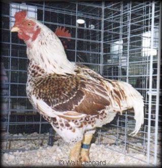 Large WLR Cornish