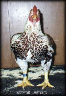 Large WLR Cornish