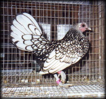 Silver Sebright