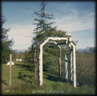the yard