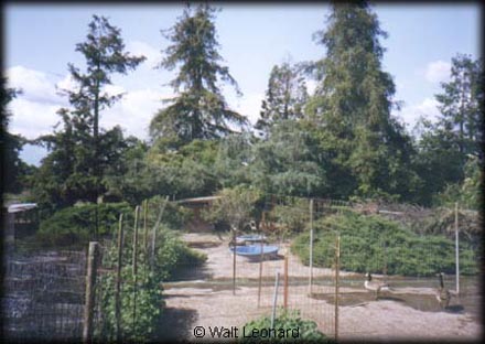 the yard