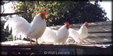 roosters on the roof...