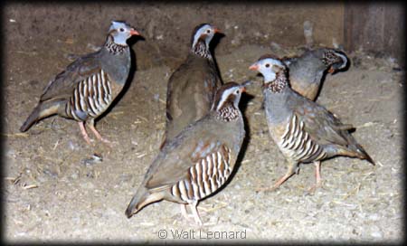 Partridges