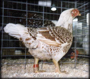 Large WLR Cornish
