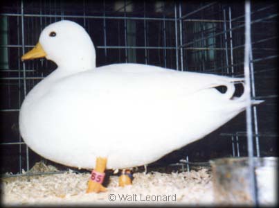 White Call
