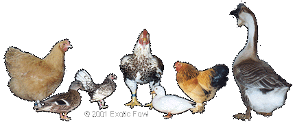 mixed nuts...I mean birds