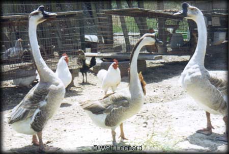 mixed fowl