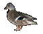 Gray Call
