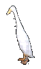 White Runner