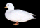 White Call